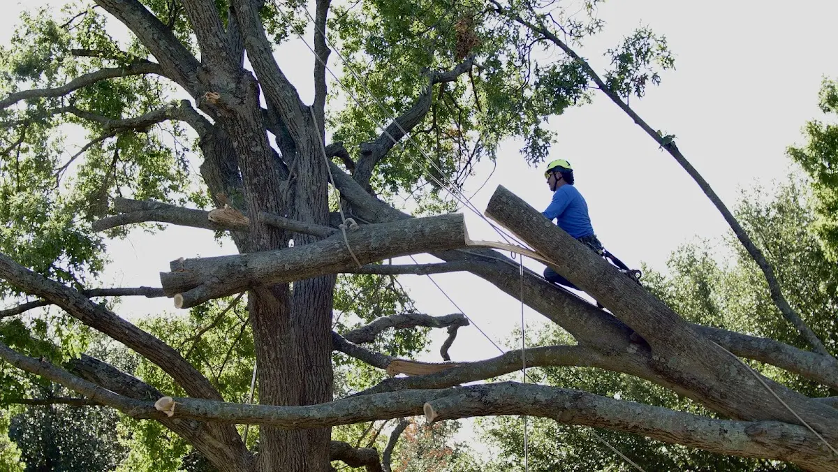 Professional Crown Thinning performed by certified arborists in Sand Coulee