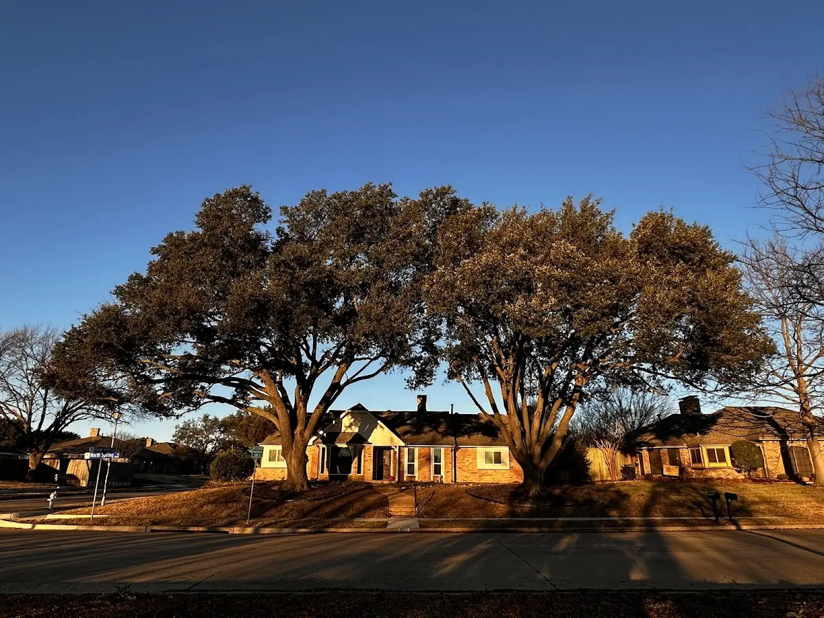Established residential canopy tree shading a home in Sand Coulee